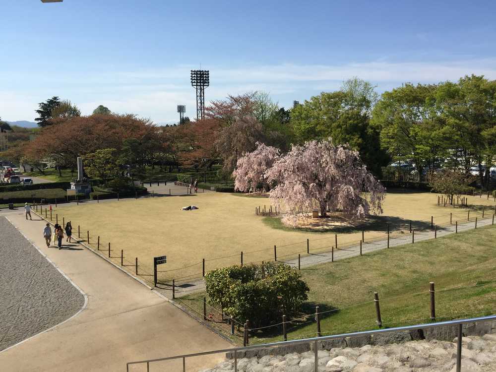 霞城公園の満開の枝垂れ桜画像